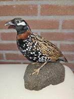 Zwarte frankolijn Taxidermie volledige montage - Francolinus, Verzamelen, Dierenverzamelingen, Nieuw