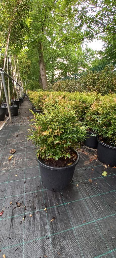 Nandina domestica Gulfstream hemelse bamboe 50-60 cm XL, Tuin en Terras, Planten | Struiken en Hagen, Ophalen