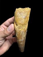 Dinosaurus - Fossiele tand - Spinosaurus Aegyptiacus dente, Verzamelen, Mineralen en Fossielen