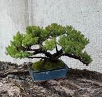 Jeneverbes bonsai (Juniperus) - Hoogte (boom): 18 cm -