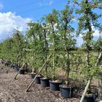 Oude appelboom | Malus Elstar handappel | Gelijk vruchten, Tuin en Terras, Planten | Bomen, 100 tot 250 cm