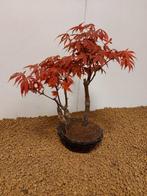Japanese maple bonsai (Acer palmatum) - Hoogte (boom): 32 cm