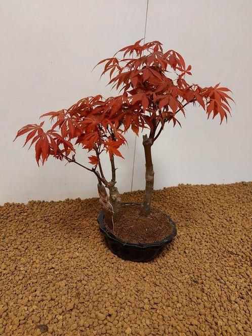 Japanese maple bonsai (Acer palmatum) - Hoogte (boom): 32 cm, Antiek en Kunst, Curiosa en Brocante