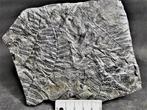 Gefossiliseerde plant - Senftenbergia plumosa (Artis 1825)