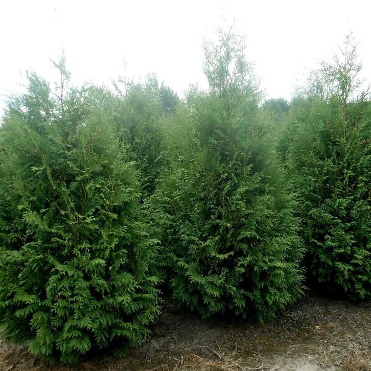 Levensboom Thuja occidentalis Martin Haag 175-200 Kluit, Tuin en Terras, Planten | Struiken en Hagen