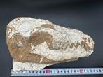Vroege Wolf Schedel - Fossiele schedel - Canis teilhardi -