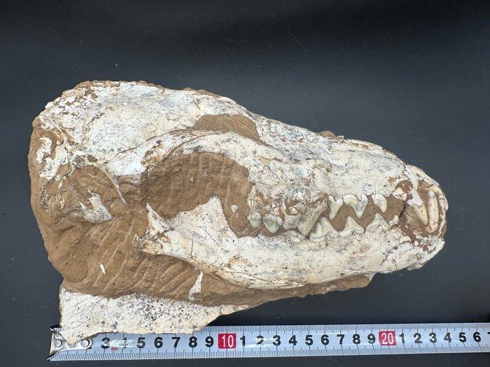 Vroege Wolf Schedel - Fossiele schedel - Canis teilhardi -, Verzamelen, Mineralen en Fossielen