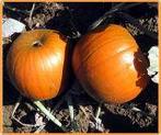 Half pint f1 mini halloweenpompoentje 400-700 gram - 50, Ophalen of Verzenden, Nieuw