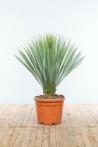 Palm / Yucca Rostrata struik hoogte inclusief pot 125-150cm