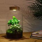 DIY terrarium - Milky Coffea met lamp -  31 cm, Verzenden