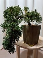 Jeneverbes bonsai (Juniperus) - Hoogte (boom): 14 cm -