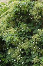 Hydrangea petiolaris - Klimhortensia - Ø15cm - 65cm, Verzenden, Nieuw
