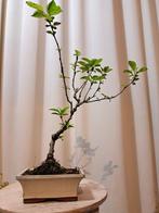 Malus halliana bonsai - Hoogte (boom): 35 cm - Diepte, Antiek en Kunst, Curiosa en Brocante