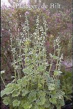Tellima grandiflora, P9 ,, Volledige schaduw, Zomer, Vaste plant, Ophalen of Verzenden