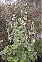 Tellima grandiflora, P9 ,, Tuin en Terras, Planten | Tuinplanten, Ophalen of Verzenden, Zomer, Vaste plant, Volledige schaduw