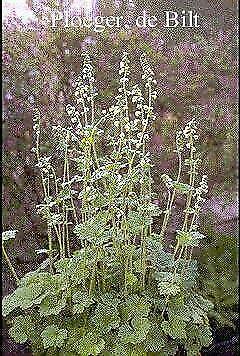 Tellima grandiflora, P9 ,, Tuin en Terras, Planten | Tuinplanten, Vaste plant, Volledige schaduw, Zomer, Ophalen of Verzenden