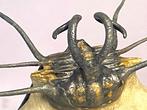 Trilobiet - Gefossiliseerd dier - Dicranurus monstrosus - 14