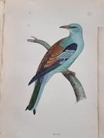 Francis Orpen Morris / Benjamin Fawcett - Lot of 57 plates, Antiek en Kunst