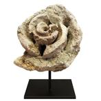 Zeeslak - Gefossiliseerde schelp - mollusk - 19 cm - 17 cm, Verzamelen, Mineralen en Fossielen