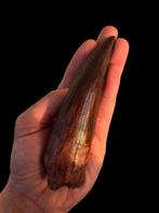 Wat een mooie tand! - Fossiele tand - Spinosaurus - 18 cm -, Verzamelen, Mineralen en Fossielen