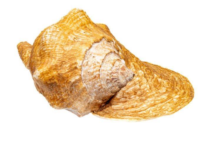 Vleugelhuisje met operculum - TOP staat ***verzamelobject***, Verzamelen, Dierenverzamelingen