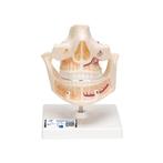 Anatomie model volwassen gebit, 16x12x13 cm, Nieuw