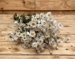 Droogbloem | Rhodante white | 50 cm