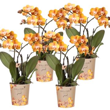Kolibri Orchids | COMBI DEAL van 4 Phalaenopsis orchideeën - beschikbaar voor biedingen