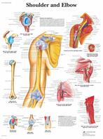 Anatomie poster schouder en elleboog (gelamineerd, 50x67..., Nieuw