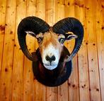 Steenbok Taxidermie volledige montage - Ovis gmelini - 60 cm, Nieuw