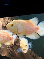 AANBIEDING! Pauwoog Cichlide Astronotus Ocellatus Albino, Dieren en Toebehoren, Vissen | Aquariumvissen, Zoetwatervis