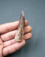 Spinosaurus - Fossiele tand - Spinosaurus aegyptiacus