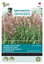 Ornamental Grasses, Miscanthus sinensis Neue Hybriden - Buzz, Nieuw, Verzenden