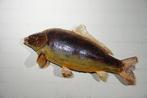 Zoetwatervissen Taxidermie volledige montage - Salmo trutta, Verzamelen, Dierenverzamelingen, Nieuw