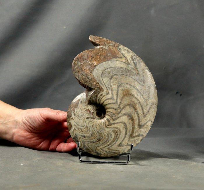Ammoniet - Gefossiliseerd dier - Carinoceras galeatum - 18.5, Verzamelen, Mineralen en Fossielen