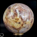 Natuurlijke versteende houten bal van Madagaskar- 658.58 g
