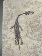 Fossiele matrix - Keichousaurus sp. - 7 cm - 5 cm (Zonder