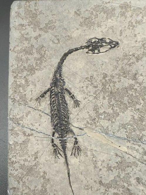 Fossiele matrix - Keichousaurus sp. - 7 cm - 5 cm (Zonder, Verzamelen, Mineralen en Fossielen