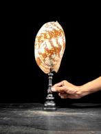 Melo amfoor schelp op een aangepaste standaard Zeeschelp -