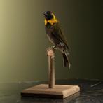 Kleine Cubavink Taxidermie Opgezette Dieren By Max, Nieuw, Opgezet dier, Vogel, Ophalen of Verzenden