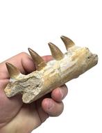 Mosasaurus - Fossiele tand - Mosasaurio - 11 cm - 5.5 cm