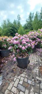 Rhododendron Cataw. Grandiflorum 80-90cm, Tuin en Terras, Planten | Bomen, Ophalen