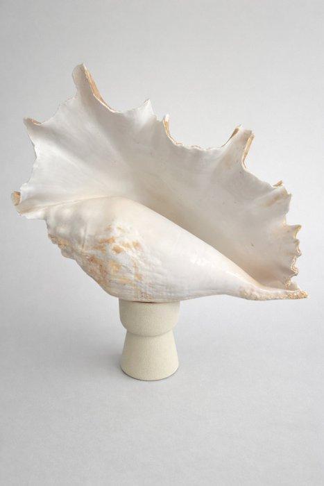 Gastropode Zeeschelp - Lambris (Zonder minimumprijs), Antiek en Kunst, Curiosa en Brocante