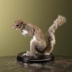 Eekhoorn Grijs Taxidermie Opgezette Dieren By Max, Verzamelen, Ophalen of Verzenden, Nieuw, Wild dier, Opgezet dier