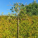 Leilaurierkers - Prunus l. Caucasica - Omtrek: 10-14 cm | Ho, Ophalen of Verzenden