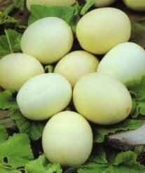 Nest Egg kalebas basiseenheid zaden, Hobby en Vrije tijd, Knutselen, Nieuw, Ophalen of Verzenden