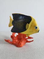Collectie met dierenthema - Zeldzame Holacanthe Tricolore