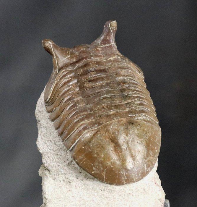 Zeldzame Trilobiet - Gefossiliseerd dier - Asaphus punctatus, Verzamelen, Mineralen en Fossielen