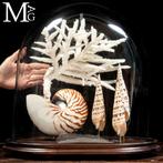 Glazen Koepel – Nautilus, Mitridae en Acropora, Nieuw