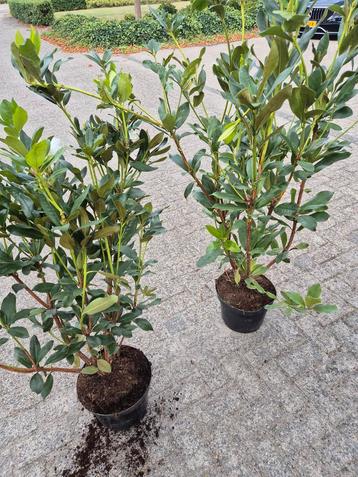 Grote Rhododendron Cunningham s White 100 cm voor €12,50 beschikbaar voor biedingen